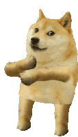 QOGE dancing